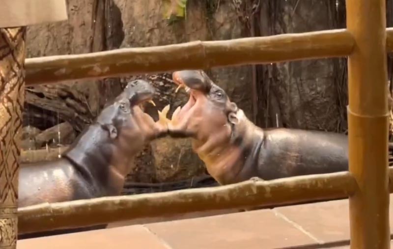 ชีวิตหลังแต่งงานของหมูตุ๋น หมูมะนาว