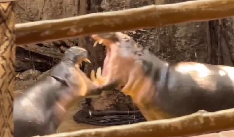 หมูตุ๋น หมูมะนาว หลังแต่งงาน