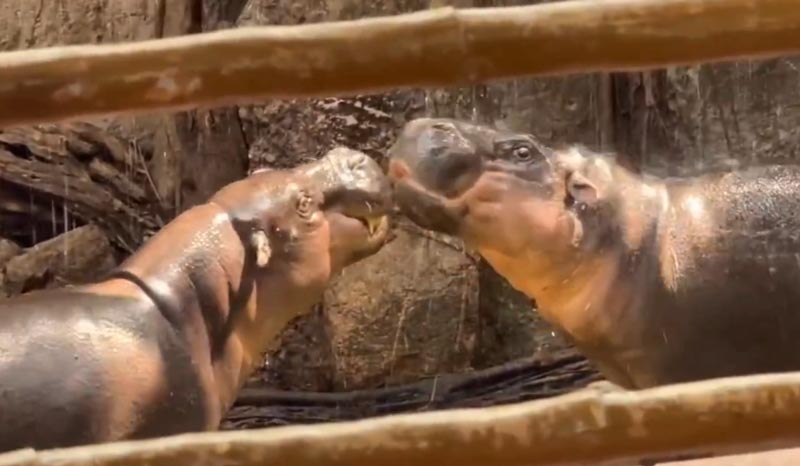 หมูตุ๋น หมูมะนาว ชีวิตหลังแต่งงาน