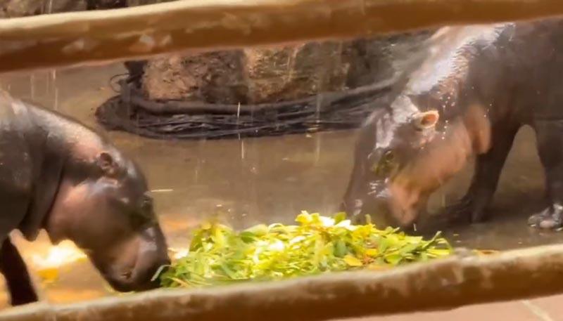 หมูตุ๋น หมูมะนาว ความบันเทิงหลังแต่งงาน