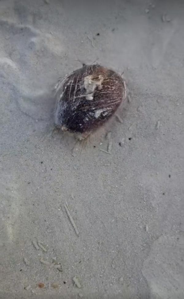 สิ่งมีชีวิตปริศนา