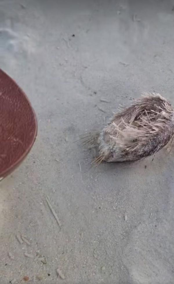 สิ่งมีชีวิตในทะเล