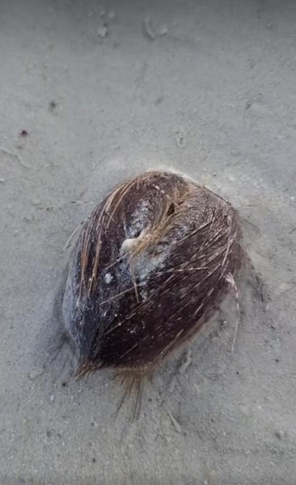 เม่นหัวใจ