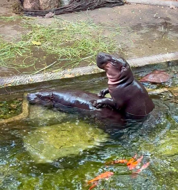 หมูตุ๋น หมูมะนาว