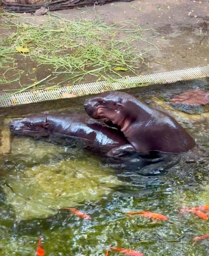 ฮิปโปแคระ