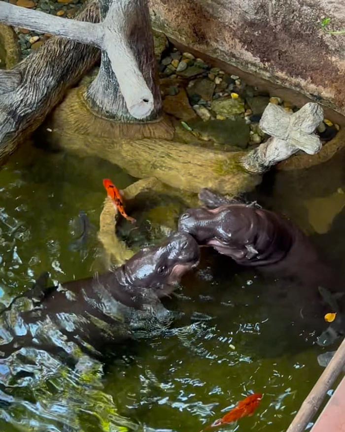 หมูตุ๋น หมูมะนาว ฮิปโปแคระ