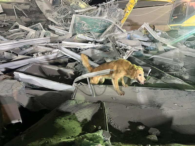 สุนัข K9 ค้นหาผู้ประสบภัยเหตุแผ่นดินไหว