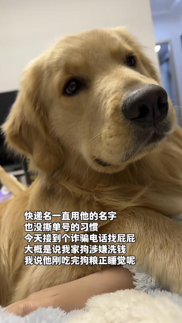 น้องหมา งง เจอมิจฉาชีพโทร. ขู่แจ้งข้อหาฟอกเงิน