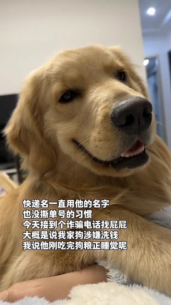 น้องหมาเซ็ง เจอมิจฉาชีพโทร. ขู่แจ้งข้อหาฟอกเงิน