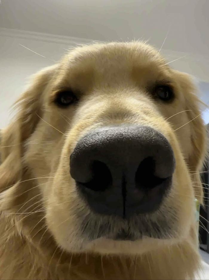 น้องหมาเจอมิจฉาชีพโทร. ขู่แจ้งข้อหาฟอกเงิน