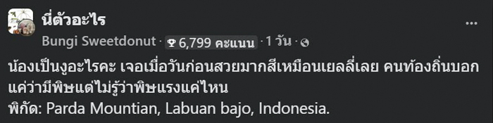 งูสีฟ้า