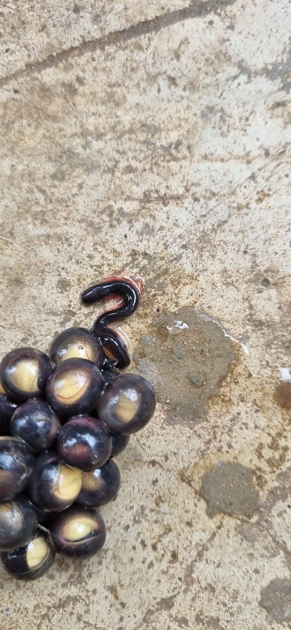 เขียดงู