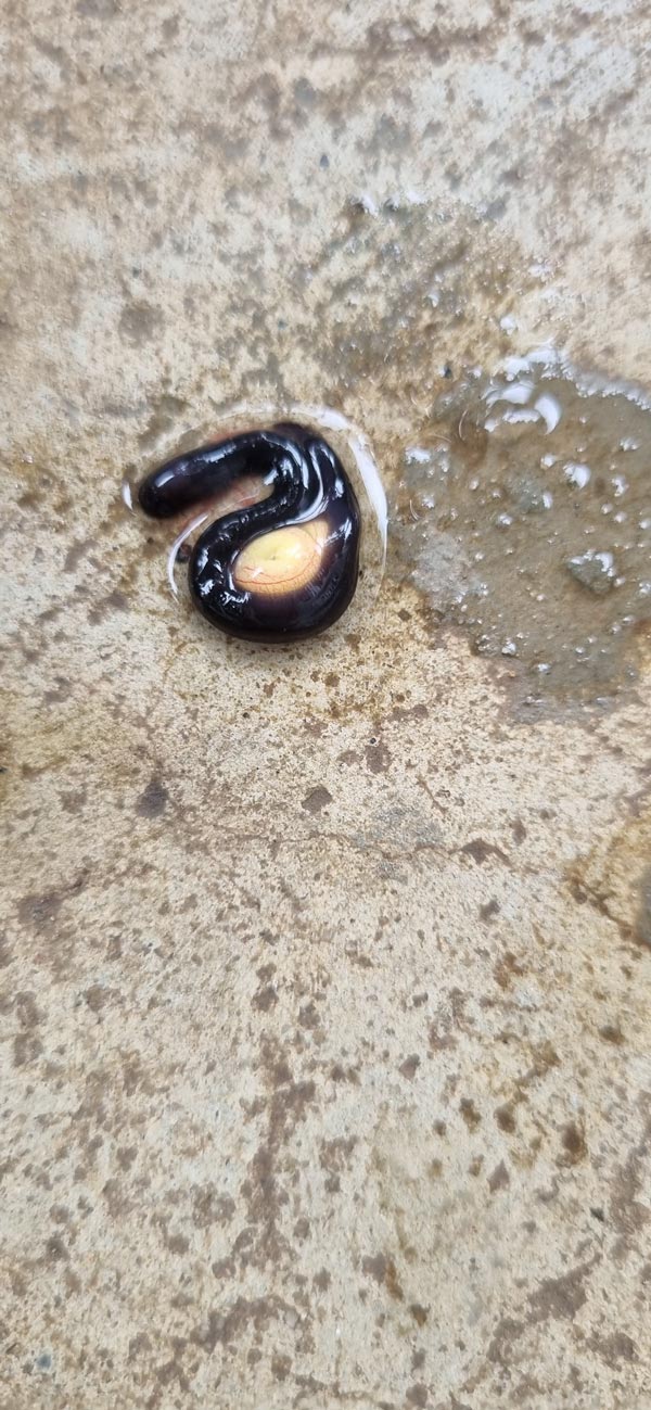 เขียดงู