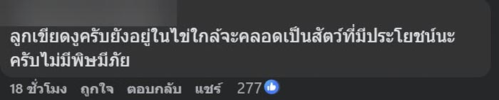ไข่ปริศนาไหลมากับน้ำ