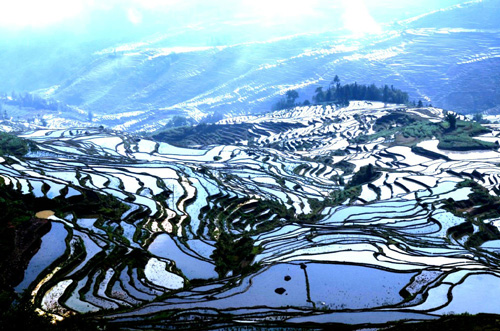 ทุ่งนาขั้นบันไดฮาหนี