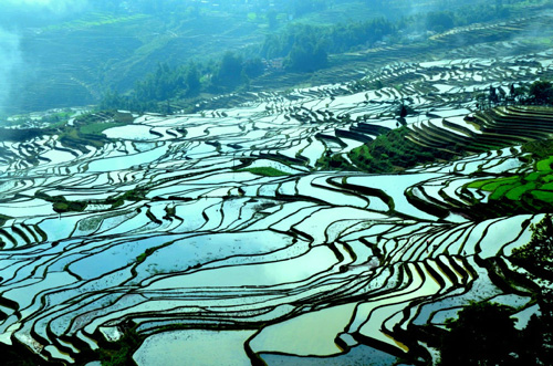 ทุ่งนาขั้นบันไดฮาหนี