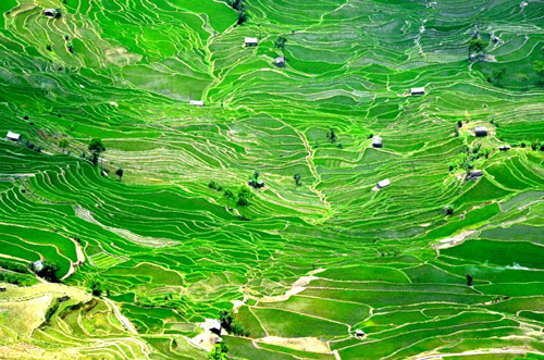 ทุ่งนาขั้นบันไดฮาหนี