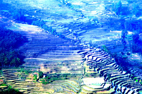 ทุ่งนาขั้นบันไดฮาหนี