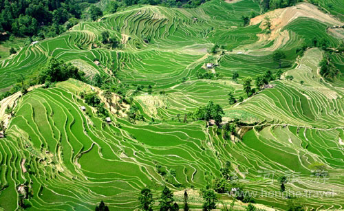 ทุ่งนาขั้นบันไดฮาหนี