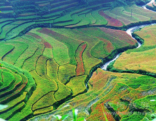 ทุ่งนาขั้นบันไดฮาหนี