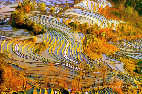 ทุ่งนาขั้นบันไดฮาหนี