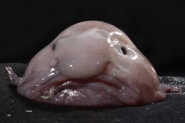 บล็อบฟิช