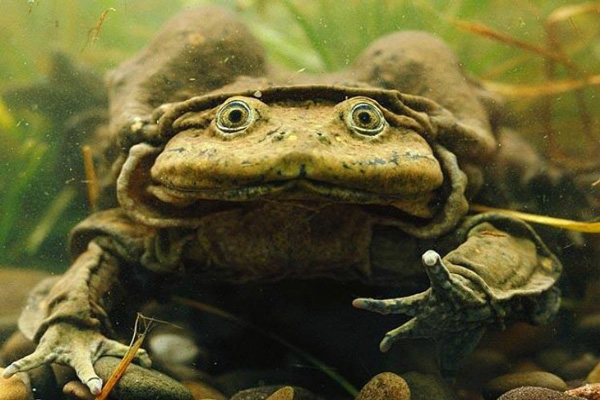 ลิงจมูกงวง