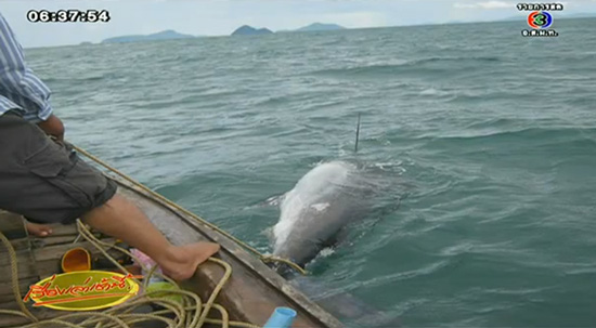 ปลากระโทงยักษ์