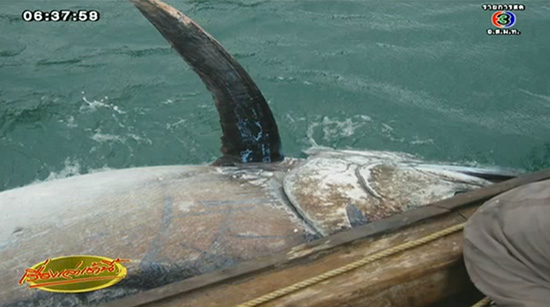 ปลากระโทงยักษ์