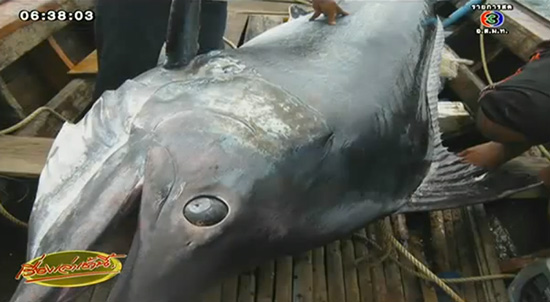 ปลากระโทงยักษ์