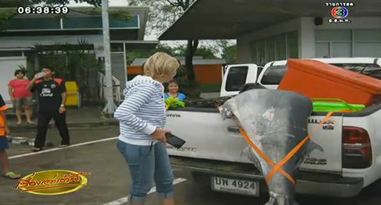 ปลากระโทงยักษ์