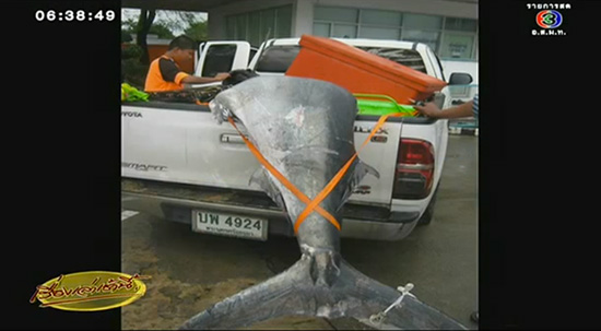 ปลากระโทงยักษ์