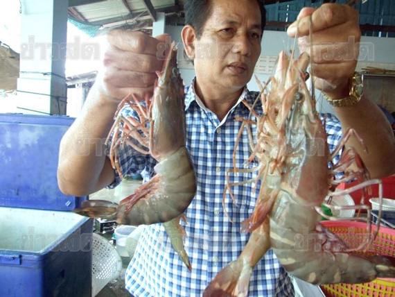 พบ กุ้งยักษ์ หรือ กุ้งจังโก้ ใน ทะเลอ่าวไทย