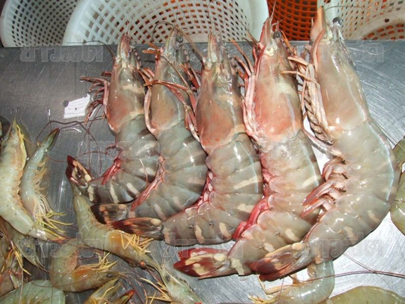 พบ กุ้งยักษ์ หรือ กุ้งจังโก้ ใน ทะเลอ่าวไทย