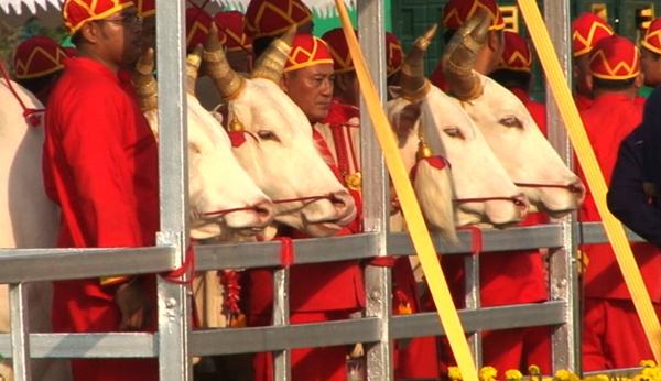 พระราชพิธีพืชมงคลจรดพระนังคัลแรกนาขวัญ 2559 