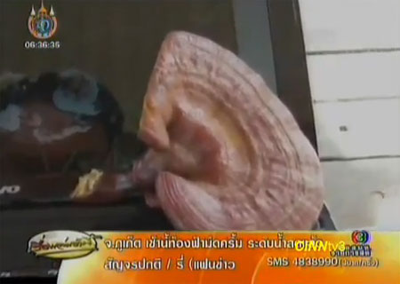 เห็ดคล้ายเห็ดพิมาน เชื่อรักษามะเร็งได้