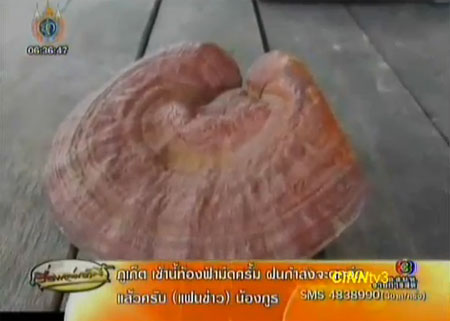 เห็ดคล้ายเห็ดพิมาน เชื่อรักษามะเร็งได้