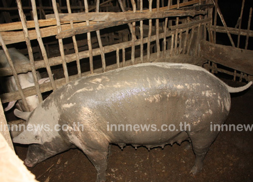 ข่าวหมูทำร้ายคน