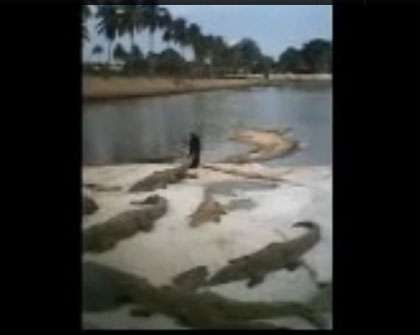 คลิปจระเข้