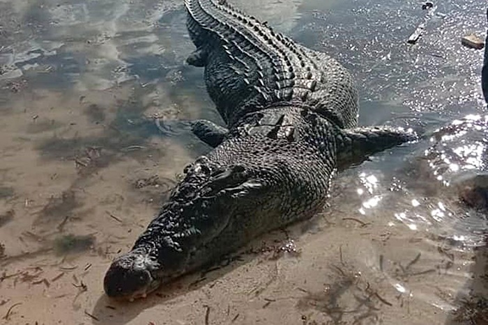 จระเข้กัดเด็ก