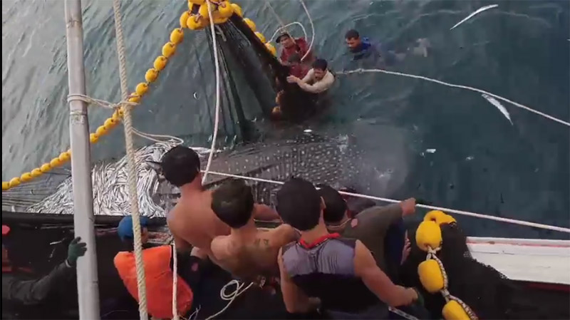 3 ฉลามวาฬ ติดอวนประมง