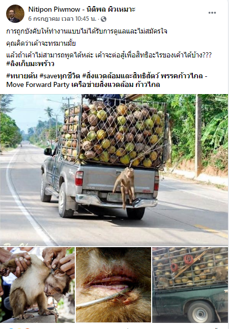 ลิงเก็บมะพร้าว