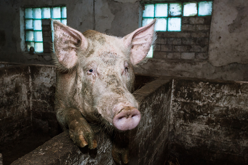 ไข้หวัดหมูสายพันธุ์ใหม่