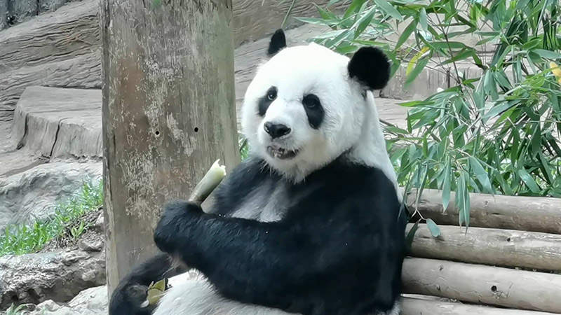 หลินฮุ่ย