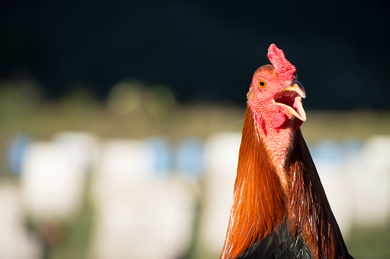 ไก่ขันเสียงดัง