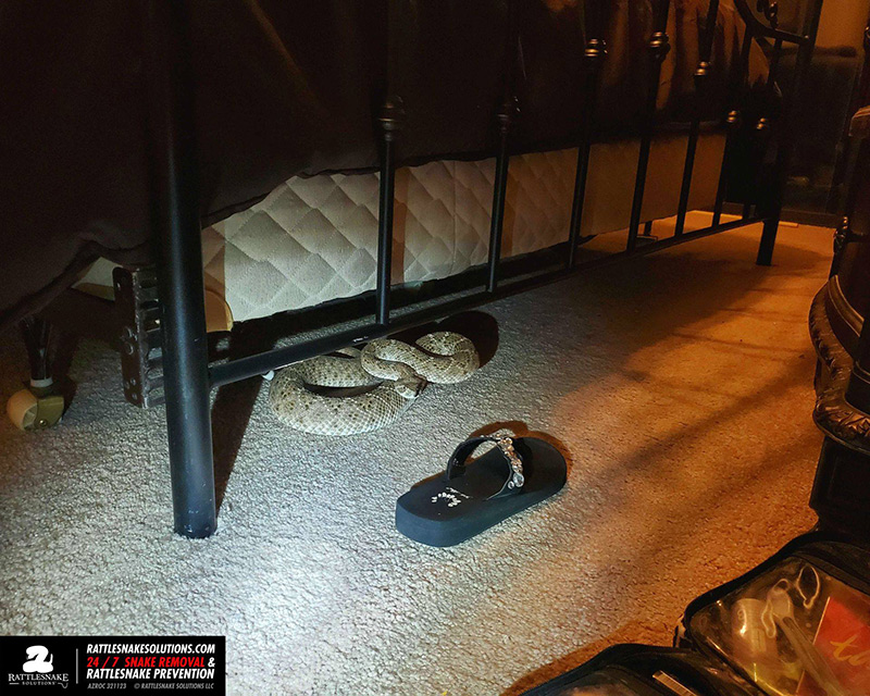 งูหางกระดิ่ง