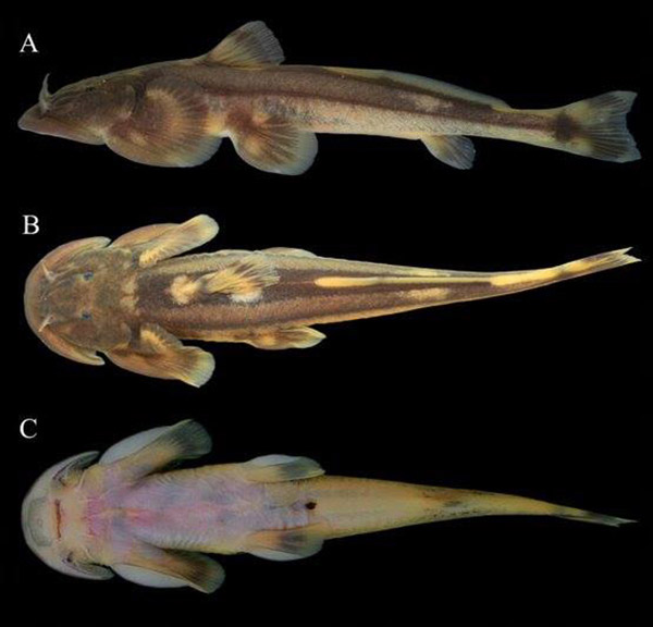 ปลาค้างคาวอมก๋อย