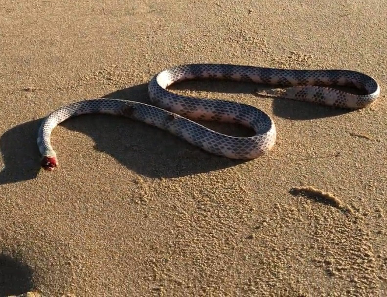 งูหัวขาด เลื้อยได้