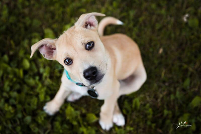 น้องซีเจ-แช๊นซ์ หมาแสนรัก