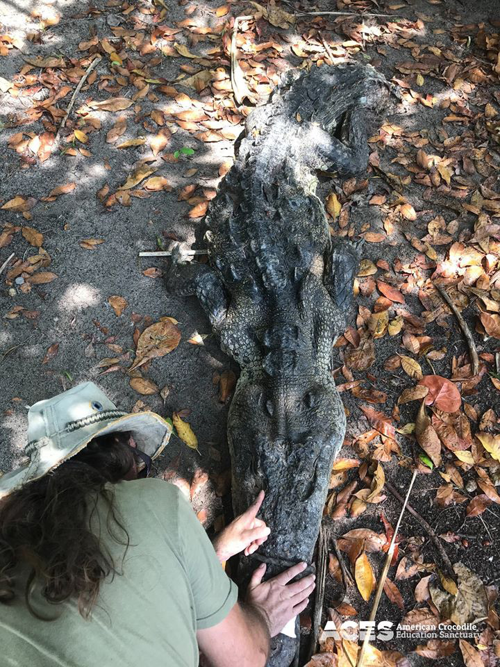 จระเข้กินถุงพลาสติก